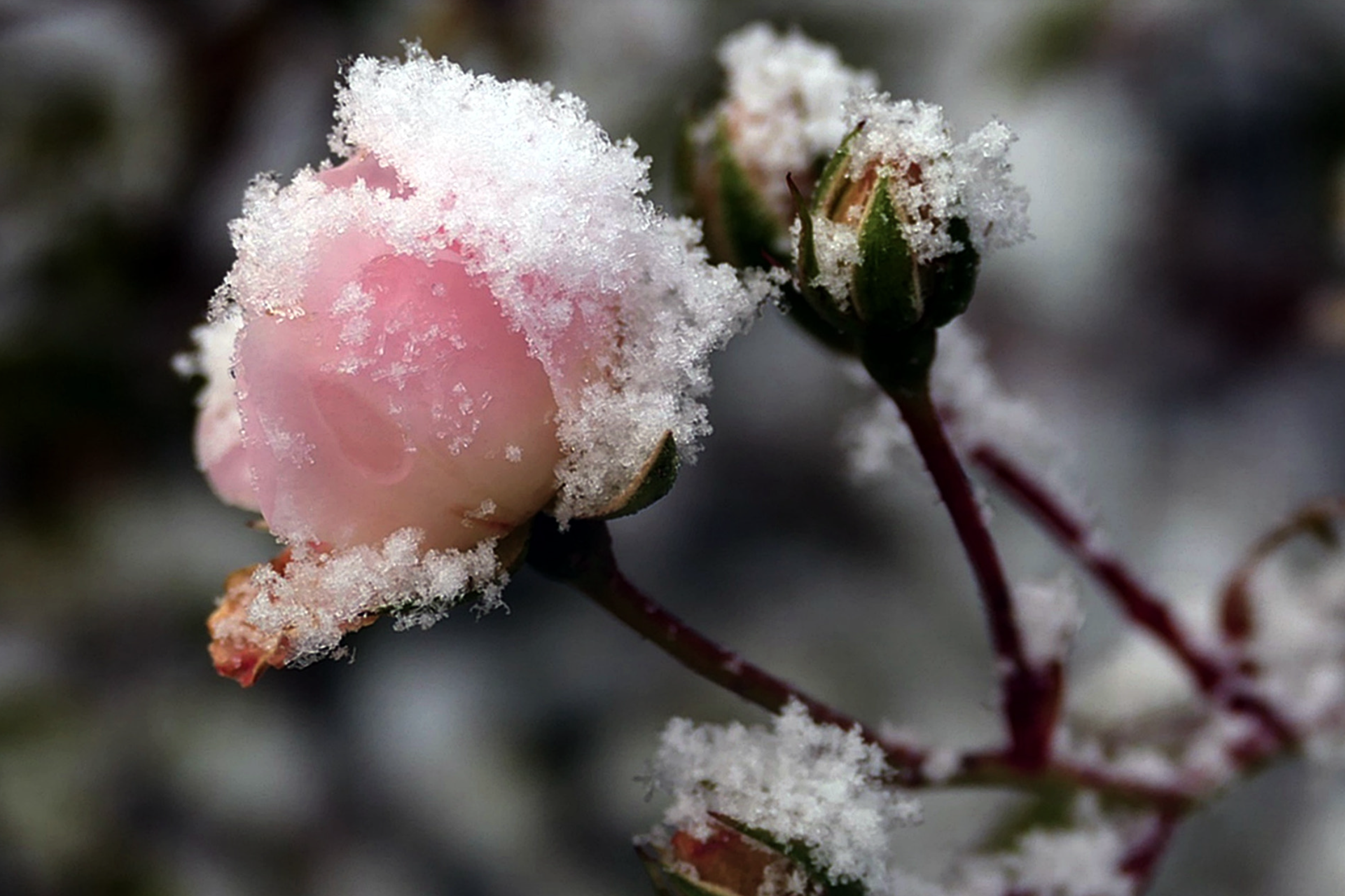 Ijs op bloem